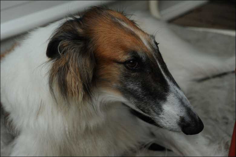 Dog_D7C_1148.JPG