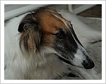 Dog_D7C_1148.JPG