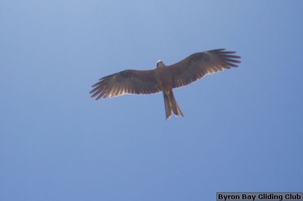Kite_Burketown.jpg