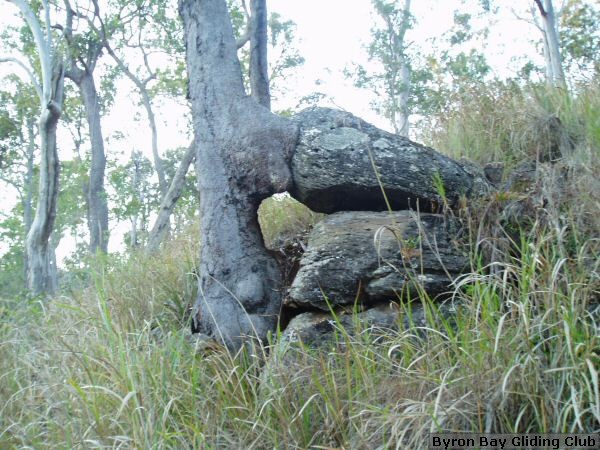 Tree_and_Rock_2004.jpg