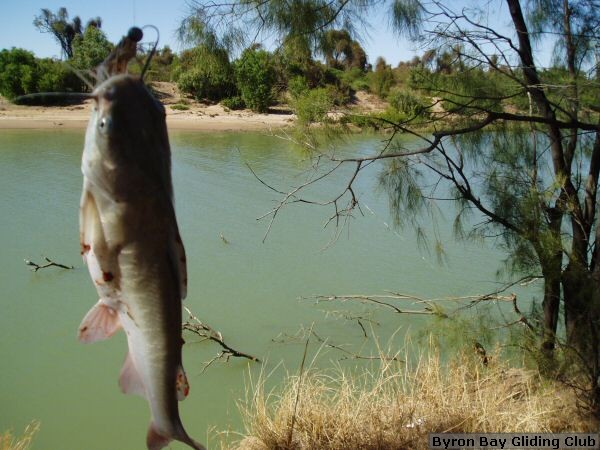 catfish_169.jpg