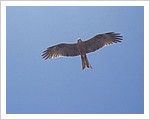 Kite_Burketown.jpg