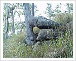 Tree_and_Rock_2004.jpg