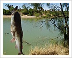catfish_169.jpg